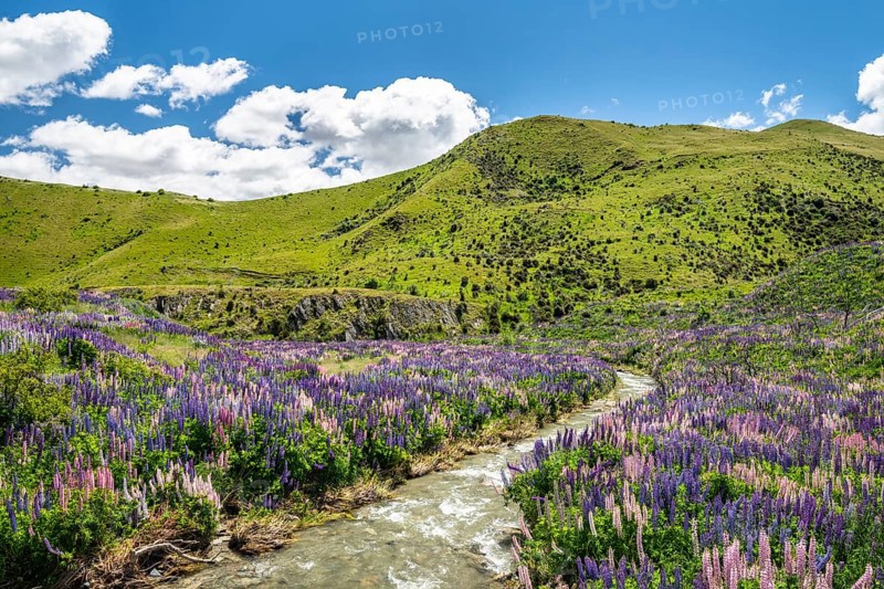 Large-leaved lupins (Lupinus polyphyllus) at small stream