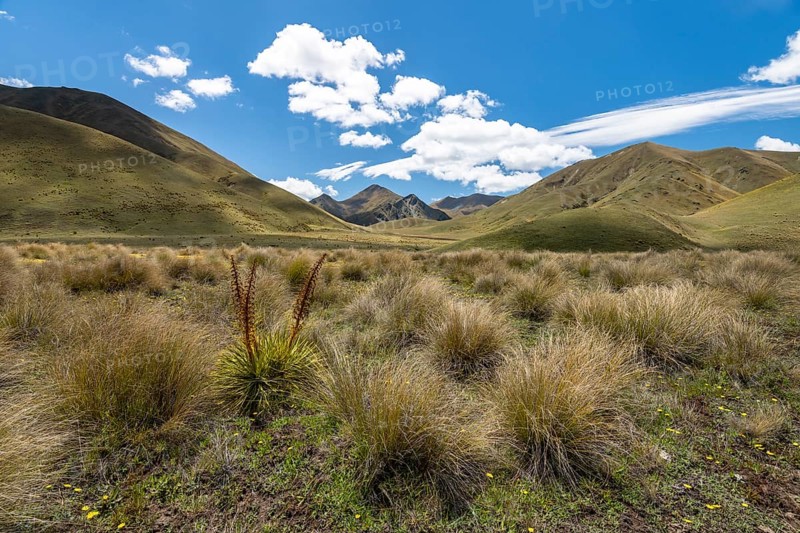 Tuft grass and mountains