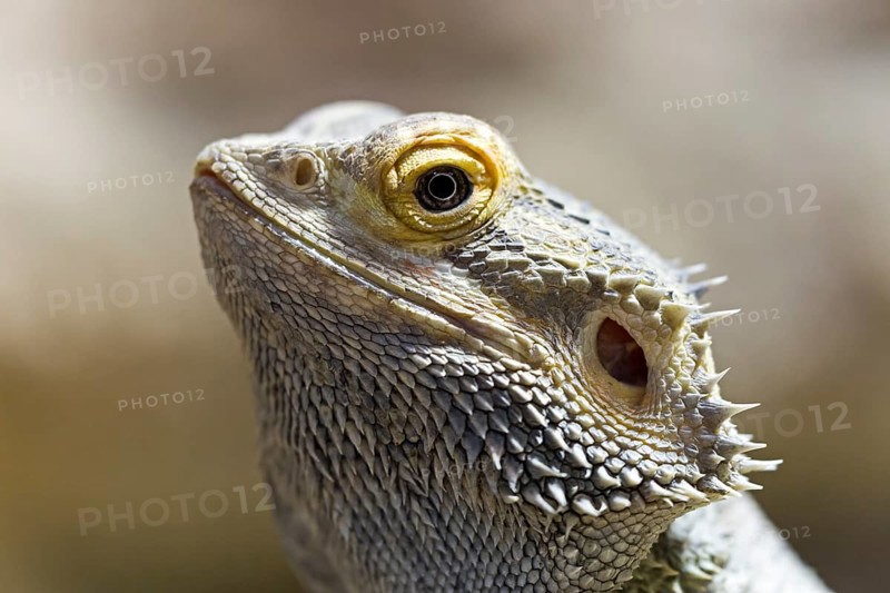 Central bearded dragon (Pogona vitticeps)