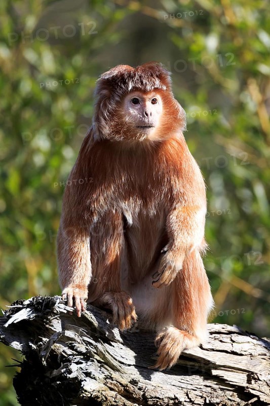 Javan Lutung (Trachypithecus auratus) sitting on tree trunk