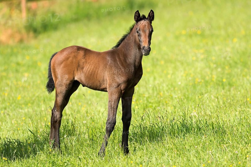 Thoroughbred horse