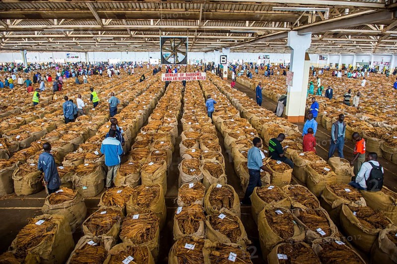 Local workers between huge bags with dried tobacco leaves in a hall on a Tobacco auction