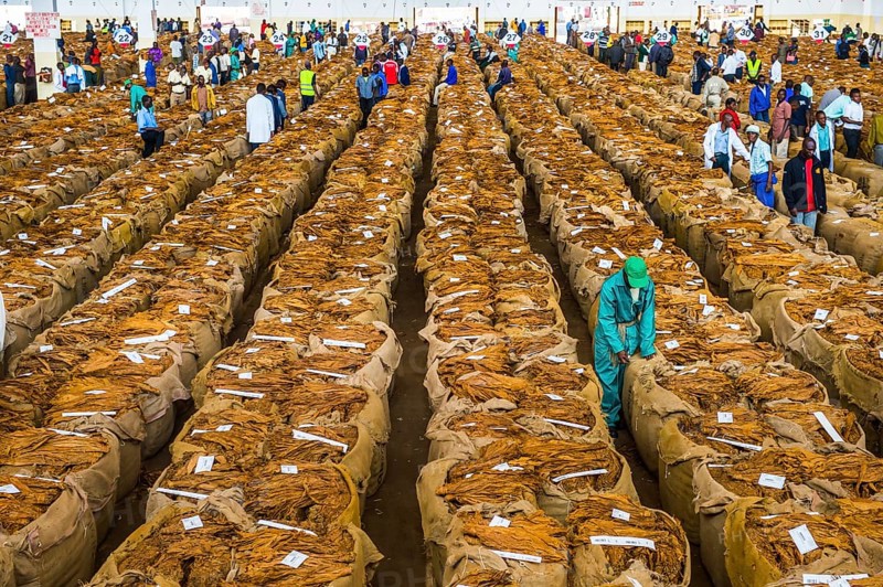 Local workers between huge bags with dried tobacco leaves in a hall on a Tobacco auction