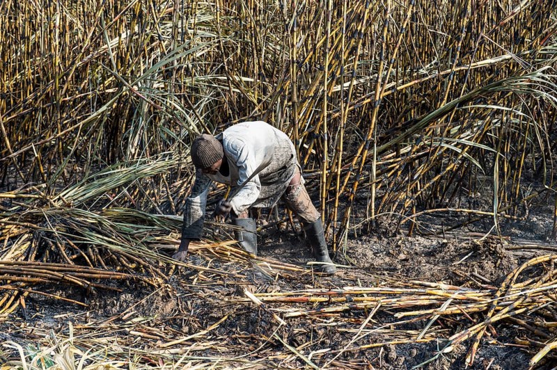 Sugar cane cutter in the burned sugar cane fields
