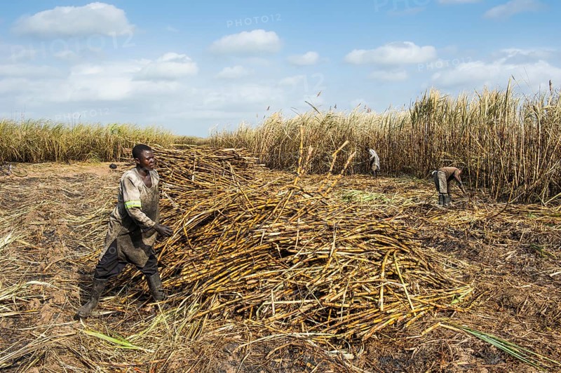 Sugar cane cutter in the burned sugar cane fields