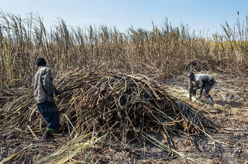 Sugar cane cutter in the burned sugar cane fields