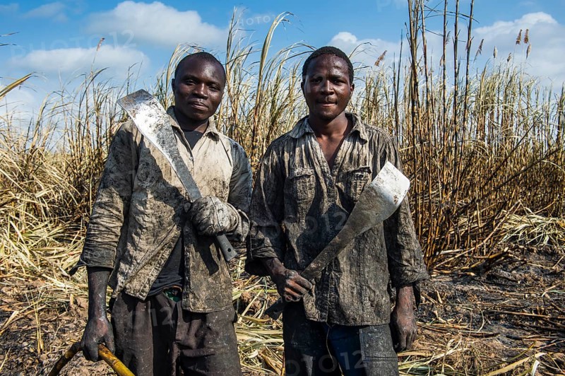 Proud sugar cane cutters in the burned sugar cane fields
