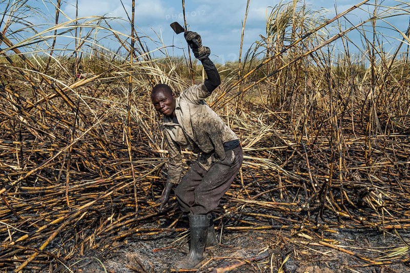 Sugar cane cutter in the burned sugar cane fields