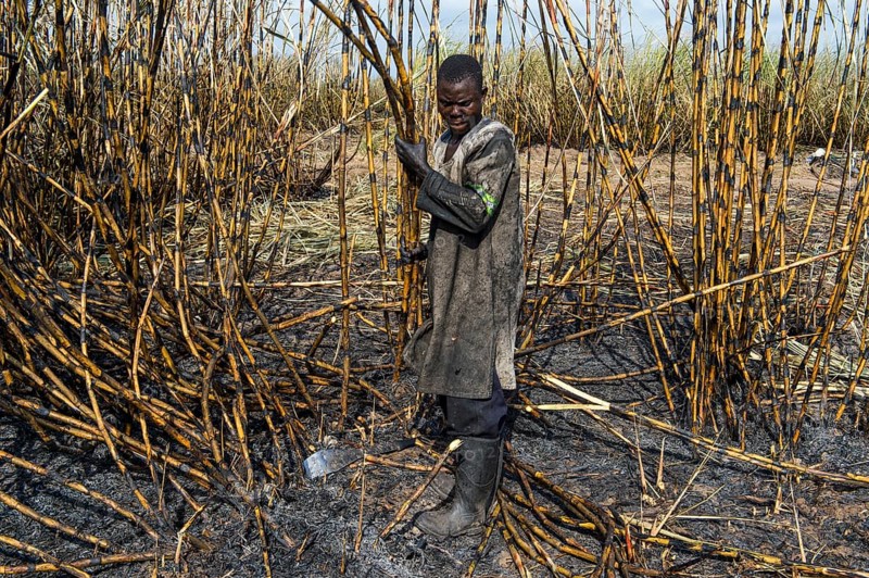 Sugar cane cutter in the burned sugar cane fields