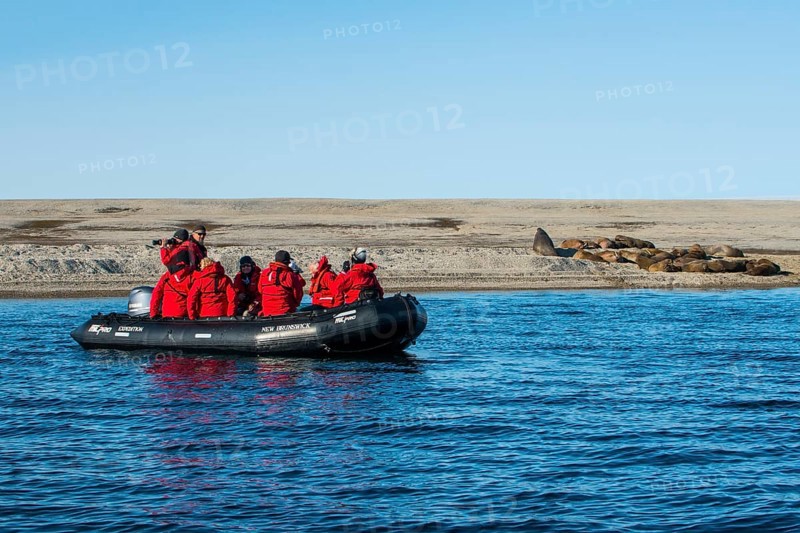Tourists in a zodiac watching a walrus (Odobenus rosmarus) colony