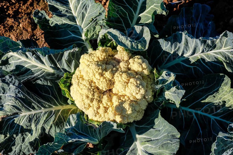 Cauliflower growing in a field
