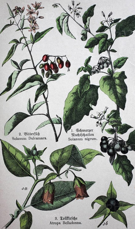 Poisonous plants