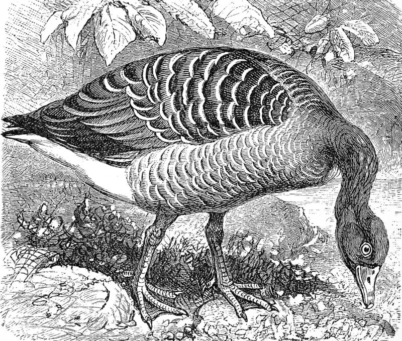 Greylag goose