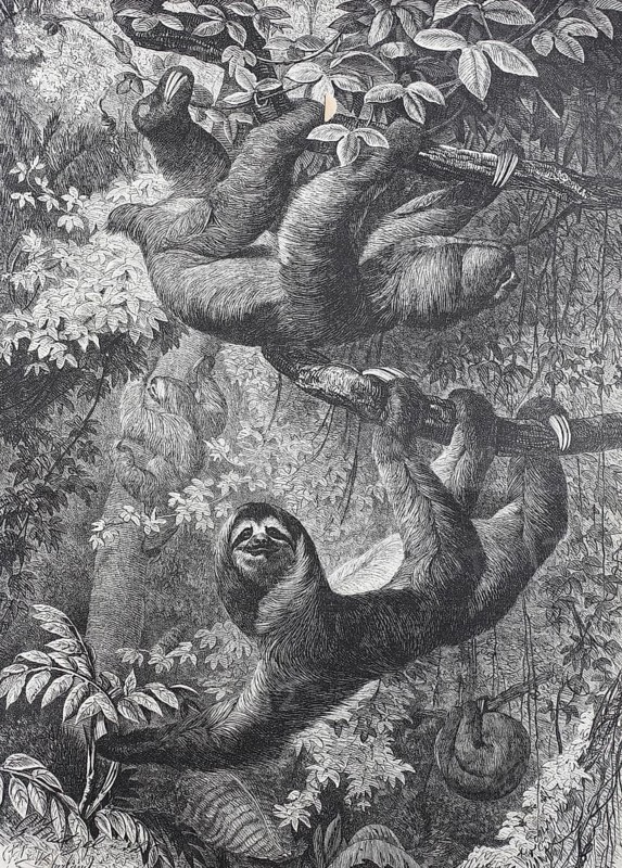 Sloth (Bradypus torquatus)