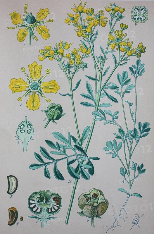 Common rue (Ruta graveolens)