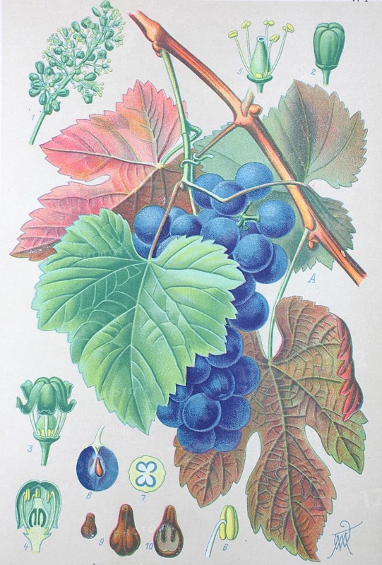 Common grape vine (Vitis vinifera)