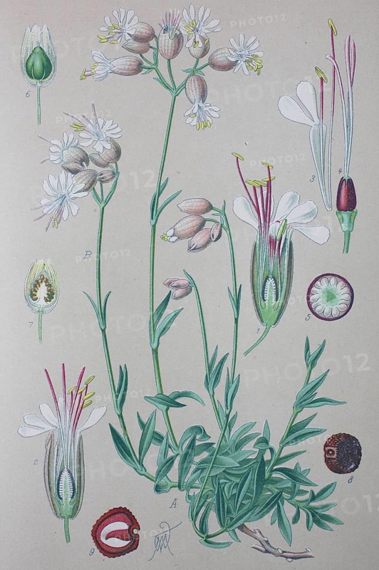 Bladder campion (Silene vulgaris)