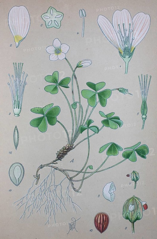 Common wood sorrel (Oxalis acetosella)