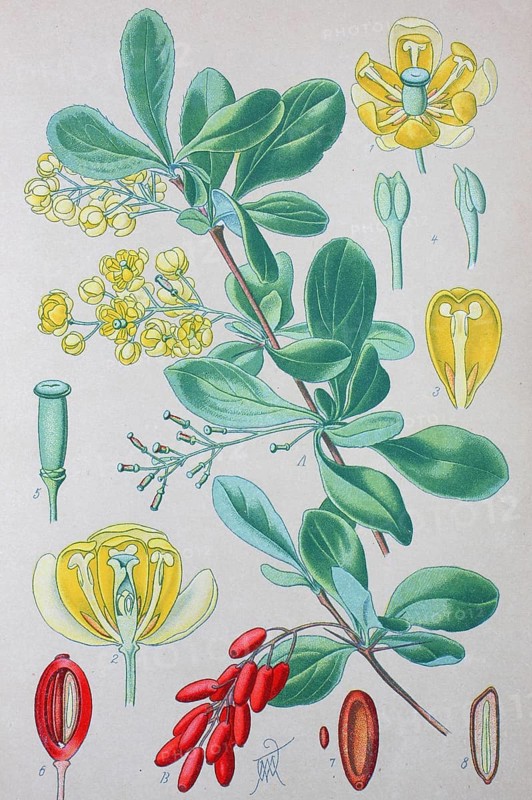 Common barberry (Berberis vulgaris)