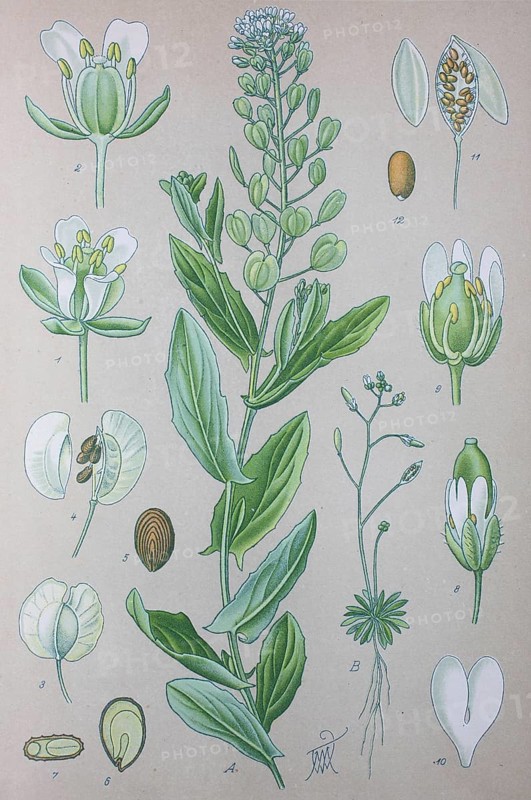 Field Penny-cress (Thlaspi arvense)