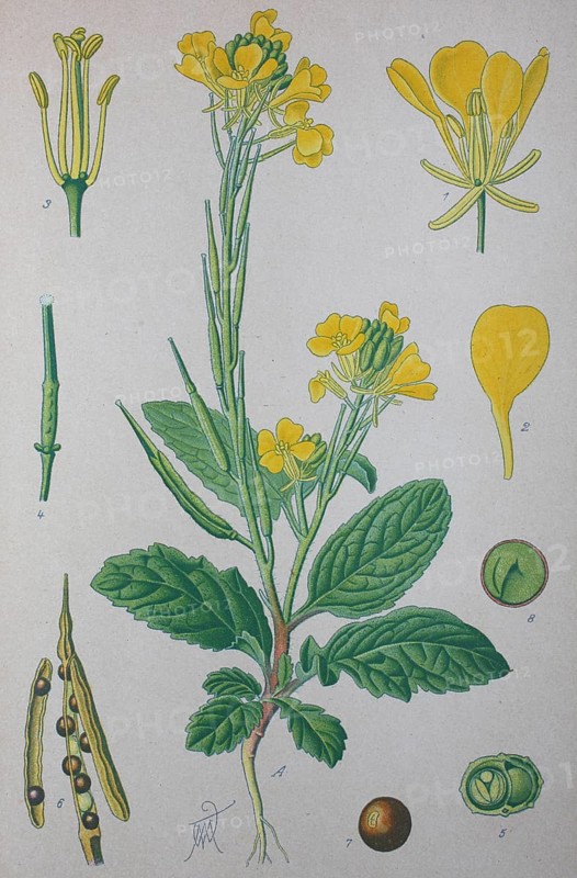 Field mustard (Sinapis arvensis)