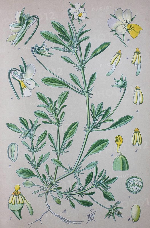 Heartsease (Viola tricolor)