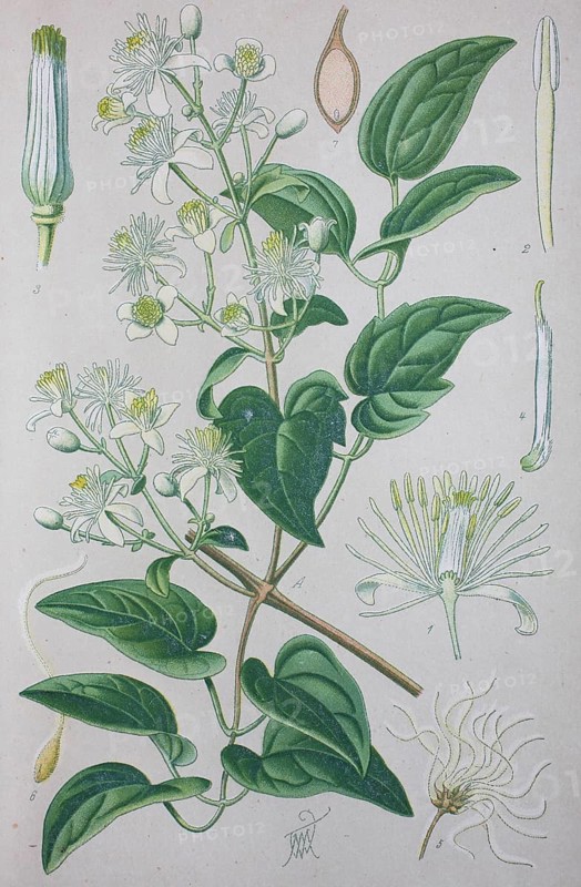 Traveller's joy (Clematis vitalba)
