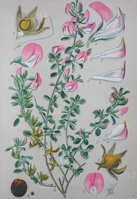 Common restharrow (Ononis repens)