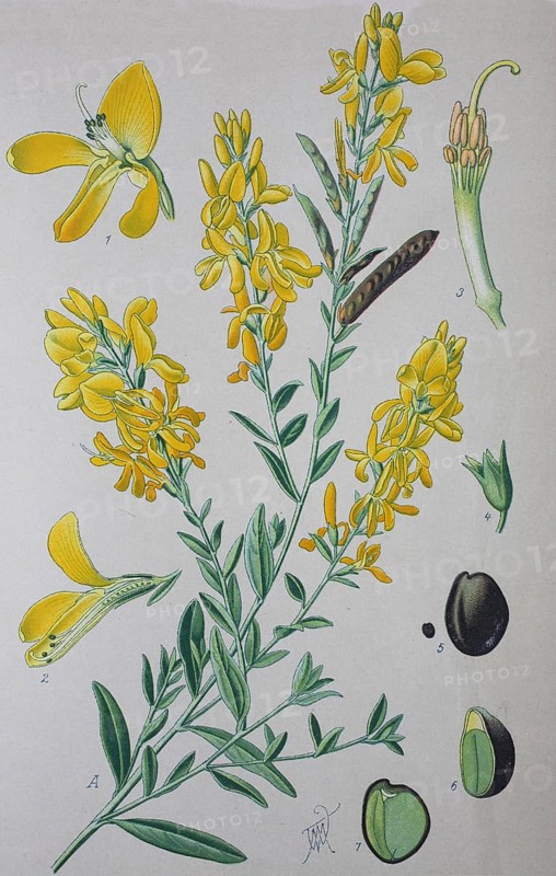 Dyer's broom (Genista tinctoria)
