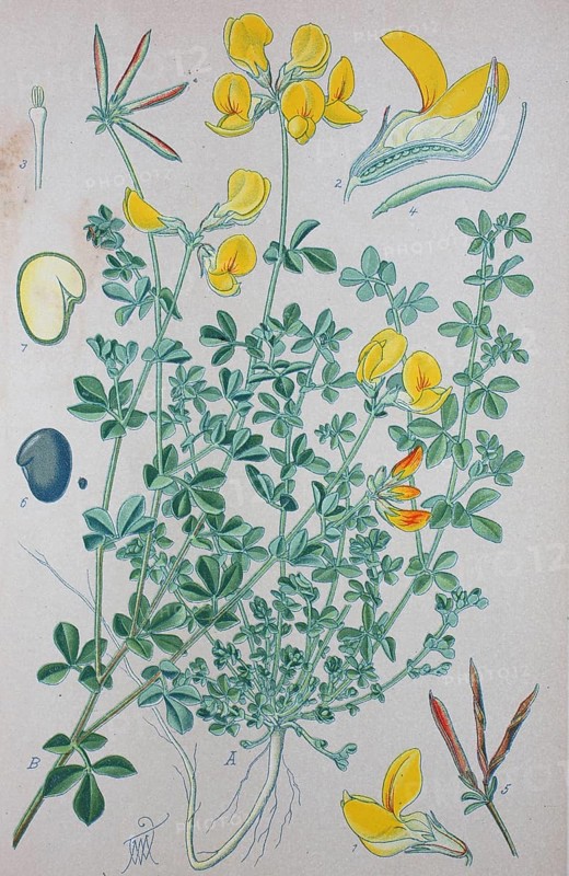 Bird's-foot Trefoil (Lotus corniculatus)