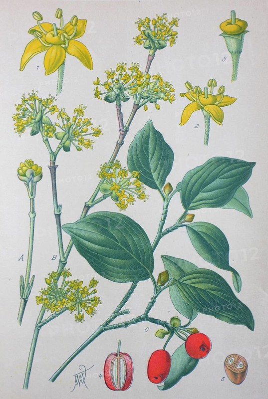 Cornelian cherry (Cornus mas)