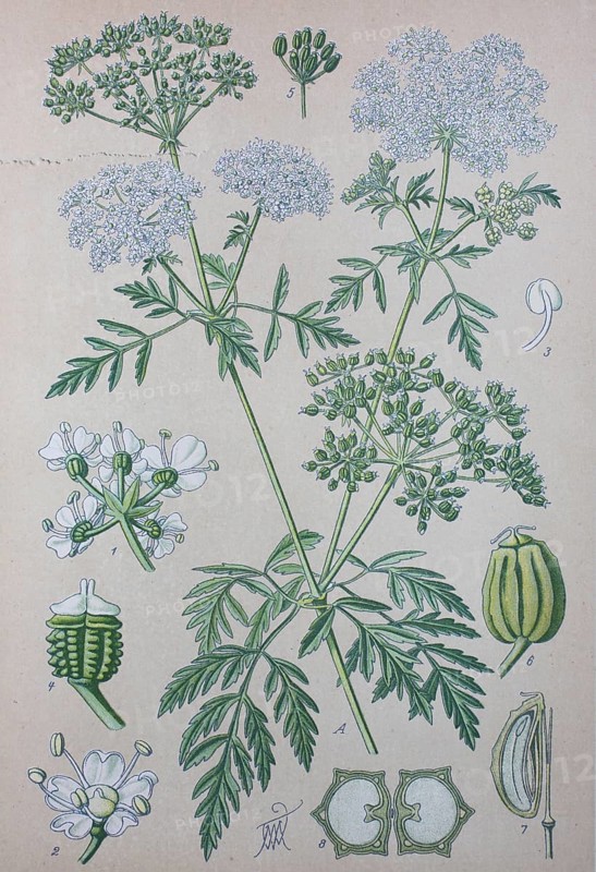 Hemlock (Conium maculatum)