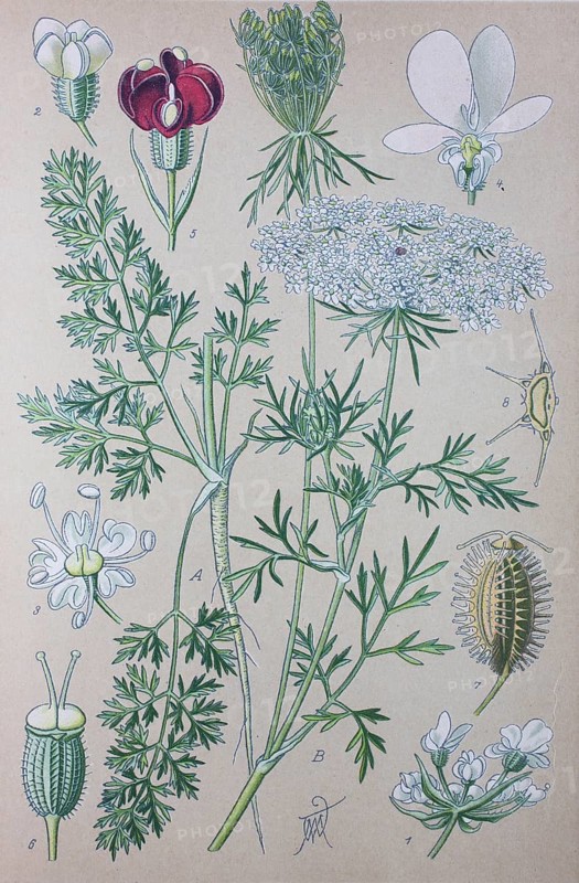 Wild carrot (Daucus carota carota)