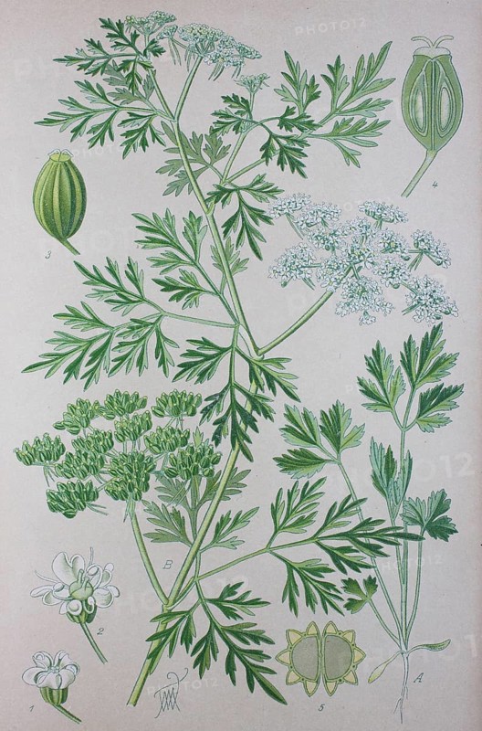 Fool's parsley (Aethusa cynapium)