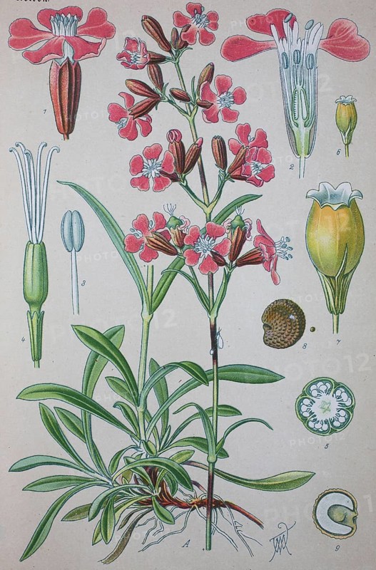 Sticky catchfly (Silene viscaria)