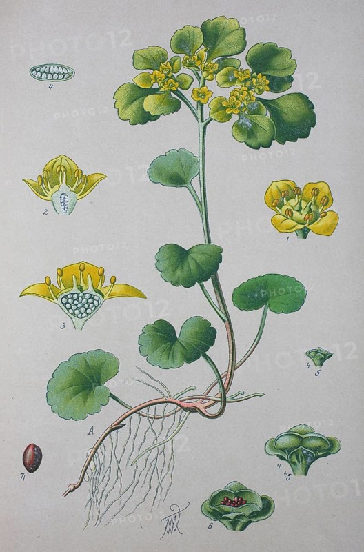 Alternate-leaved golden-saxifrage (Chrysosplenium alternifolium)