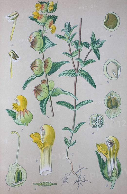 Greater Yellow-rattle (Rhinanthus angustifolius)