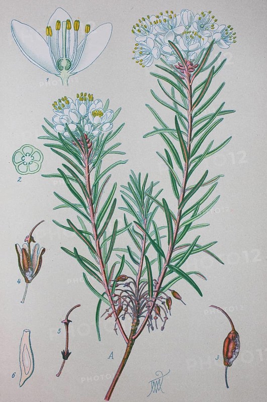Marsh Labrador tea (Ledum palustre)