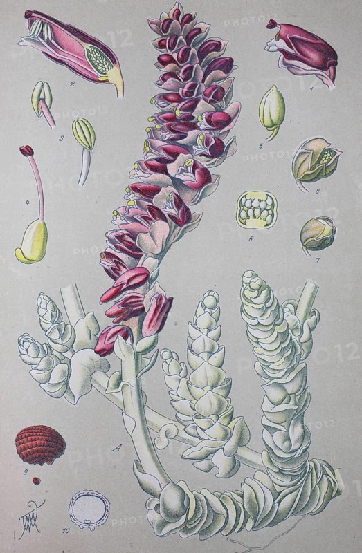 Common toothwort (Lathraea squamaria)