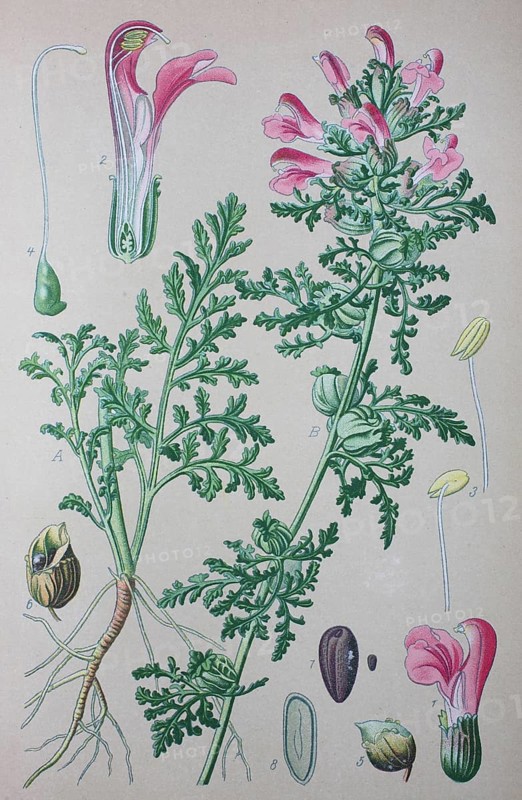 Marsh Lousewort (Pedicularis palustris)