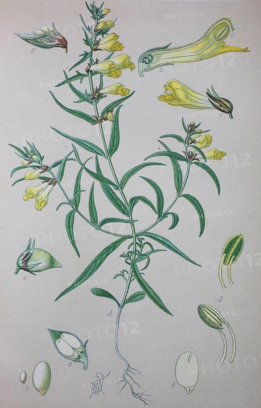 Common cow-wheat (Melampyrum pratense)