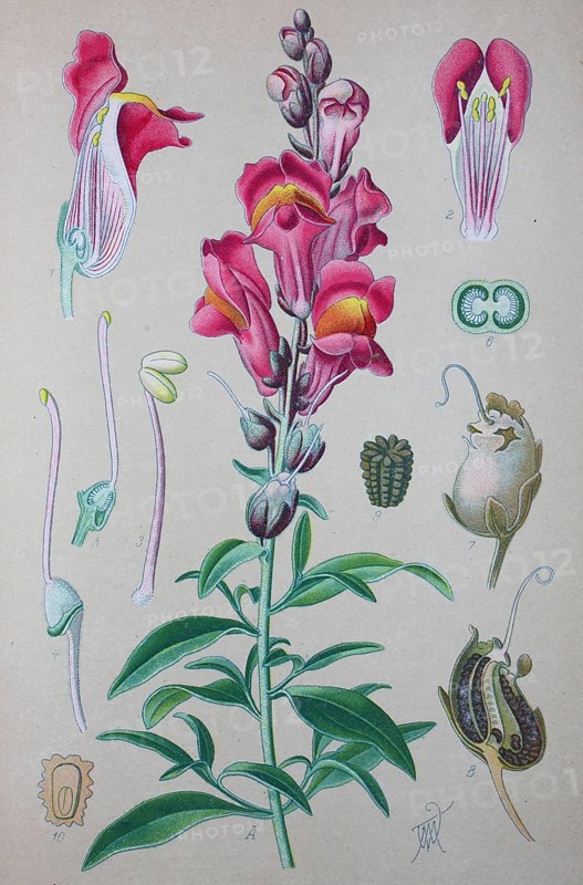 Common snapdragon (Antirrhinum majus)