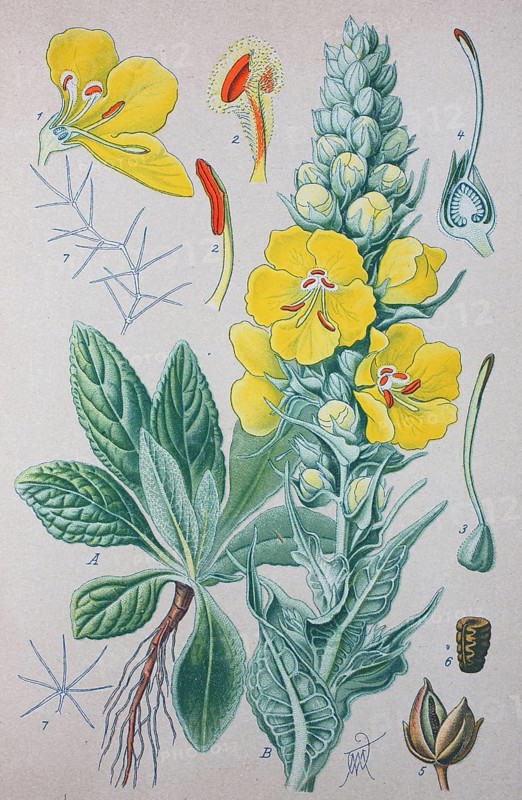 Great mullein (Verbascum thapsus)