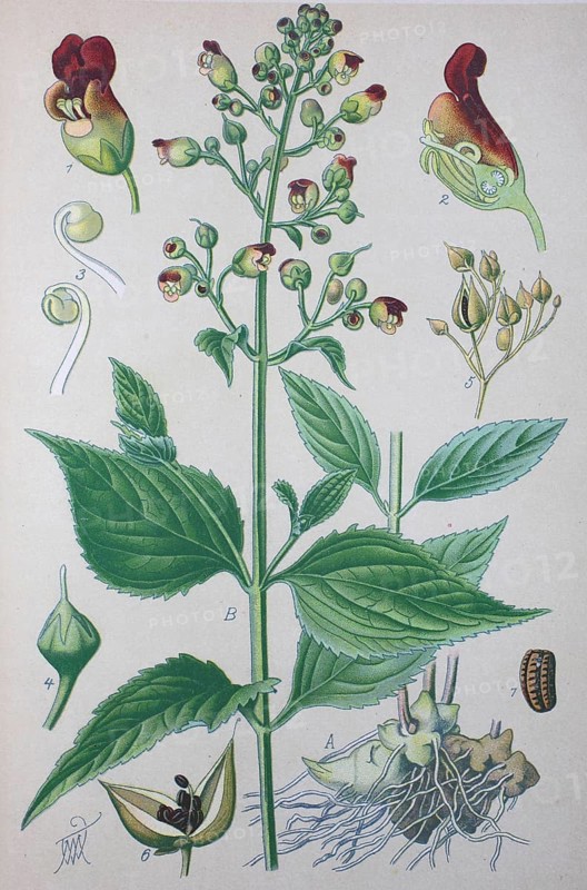 Figwort (Scrophularia nodosa)