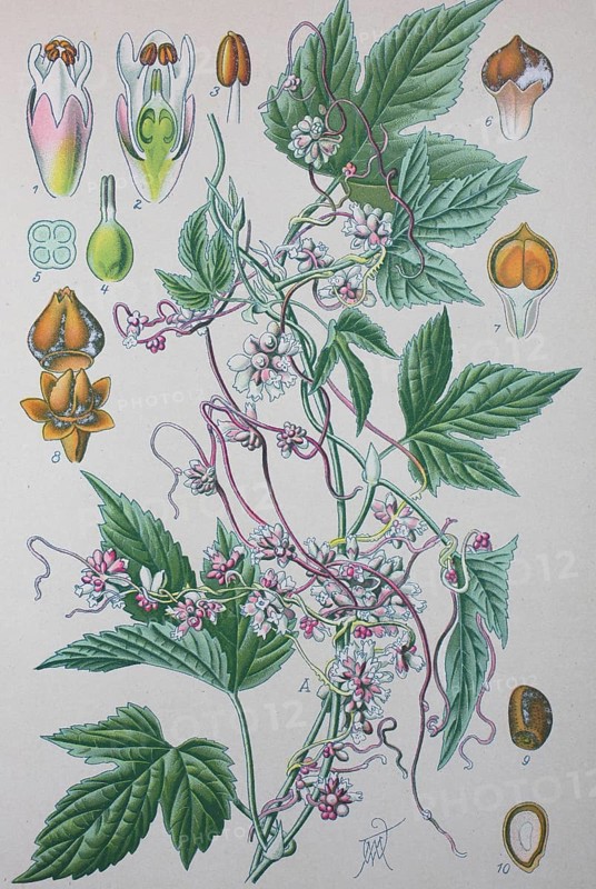 Greater dodder (Cuscuta europaea)