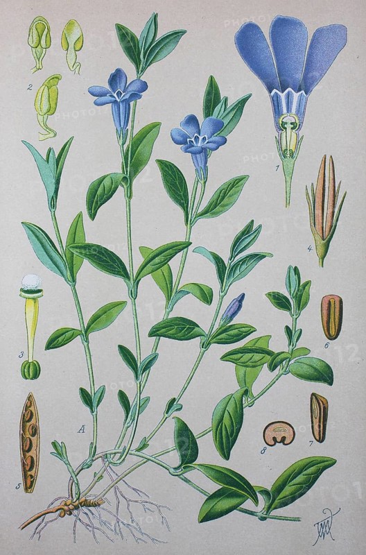 Lesser periwinkle (Vinca minor)