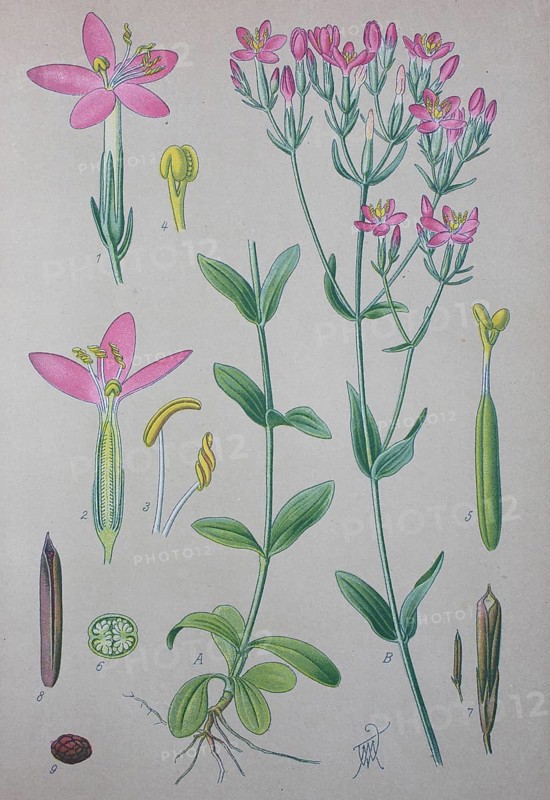 Common centaury (Centaurium erythraea)