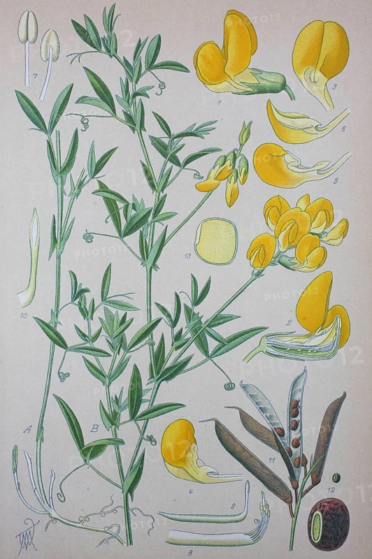 Meadow vetchling (Lathyrus pratensis)