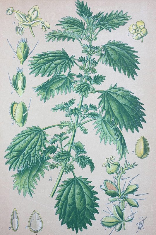 Annual nettle (Urtica urens)