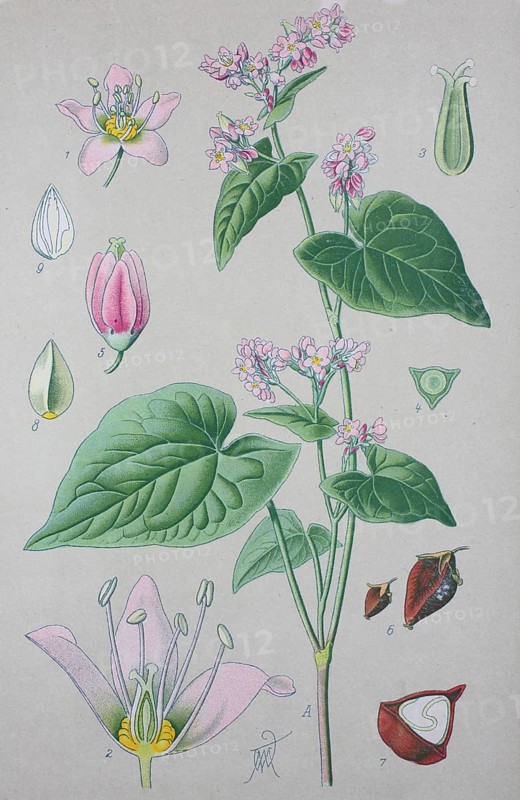 Common buckwheat (Fagopyrum esculentum)